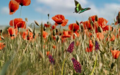 Ansiedade: Emoção ou Algo Mais?